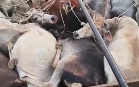 अंतराष्ट्रीय हिंन्दू परिषद और सूखी सेवानिया पुलिस ने पकड़े गौतस्कर*,,,  अकबर नाम का ड्राइवर चला  गौ वंश की तस्करी,,,  शाहरुख नाम का गौतस्कर मौके से फरार,,,