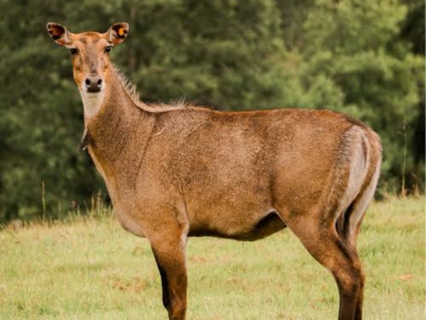 तलैया थाना छेत्र मैं फहीम बम के घर से पकड़ाया वन्य प्राणी का मांस।